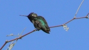 PICTURES/Hummingbirds/t_Sitting in branch 2.jpg